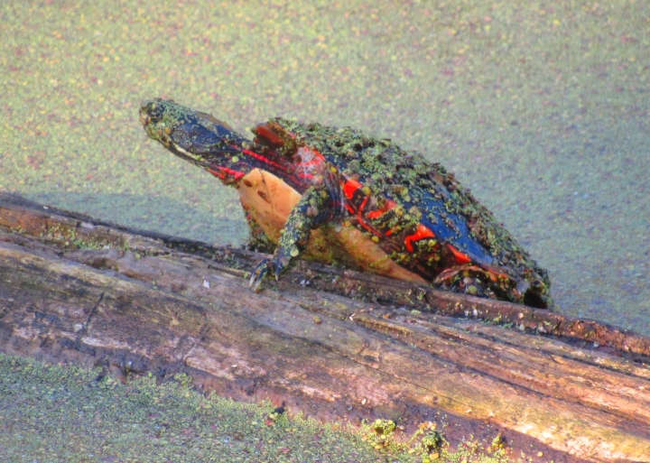 Midland Painted Turtle